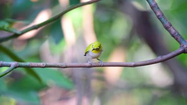 Kuş (Swinhoe White-eye, Oriental white-eye, Zosterops simplex) doğada bir ağaca tünemiş beyaz göz halkası ve genel olarak sarımsı üst kısımları vardır.