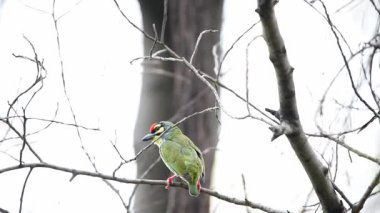 Kuş (Coppersmith kaniş, Kızıl göğüslü kaniş, Coppersmith, Megalaima haemacephala) sarı, yeşil ve kırmızı renk tünemiş vahşi doğada bir ağaç üzerinde