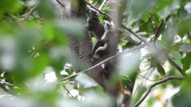 Sincap memeli bir hayvandır ve Sciuridae ailesinin bir üyesidir. Kahverengi renk vahşi doğada bir ağaçta seks yapar.