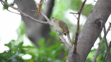 Bir ağaç vahşi doğada kuş (çizgi kulaklı Bülbül, Pycnonotus blanfordi) kahverengi renk tünemiş