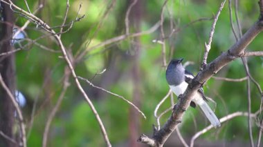 Bahçedeki ağaca kuş (oryantal Saksağan-robin ya da Copsychus saularis) kadın siyah ve beyaz renk tünemiş