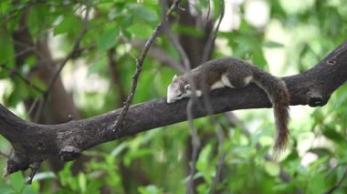 Memeli hayvan ve üye aile sincap kahverengi renk vahşi doğada bir ağaçta sincap olduğunu