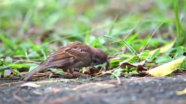 Kuş (Avrasya ağaç serçe, Passer montanus) familyasından bir kuş türü bir zengin kestane taç ile serçe ailesindeki ve ense ve siyah yama her saf beyaz yanak üzerinde bir doğa vahşi bir ağaca tünemiş