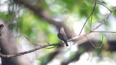 Vahşi doğada bir ağaç gri-kahverengi renk tünemiş kuş (Asya kahverengi sinekkapan, Muscicapa dauurica, Siamensis)