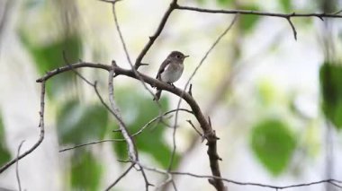 Vahşi doğada bir ağaç gri-kahverengi renk tünemiş kuş (Asya kahverengi sinekkapan, Muscicapa dauurica, Siamensis)