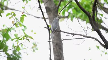 Kuş (küllü çaylak herif, Dicrurus leucophaeus) Yetişkin küllü çaylak herif ağırlıklı olarak koyu gri ise kuyruk vahşi doğada ağaca tünemiş uzun ve derin çatal