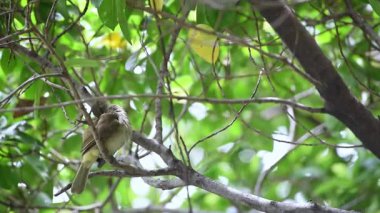 Bir ağaç vahşi doğada kuş (çizgi kulaklı Bülbül, Pycnonotus blanfordi) kahverengi renk tünemiş