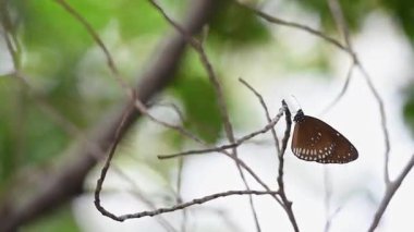 Kelebek canlı renginde narin kanatları yeşil yapraklarla çevrili güneşli bir ağaç dalına tünemiş doğal yaşam ortamındaki doğal yaşamı ve dönüşümü sembolize ediyor.