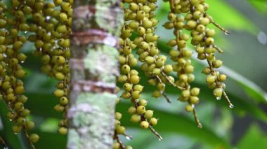 Yeşillik arkaplan, yeşillik doğa yeşili bitki ve yaprak çevre konsepti