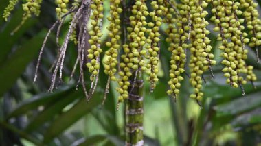 Yeşillik arkaplan, yeşillik doğa yeşili bitki ve yaprak çevre konsepti