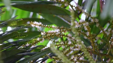 Yeşillik arkaplan, yeşillik doğa yeşili bitki ve yaprak çevre konsepti