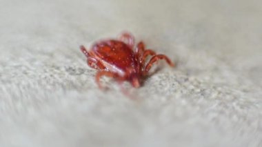 Köpek keneler (Haemaphysalis longicornis) yere makro senin evde beslenen hayvan için tehlikeli