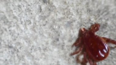 Köpek keneler (Haemaphysalis longicornis) yere makro senin evde beslenen hayvan için tehlikeli