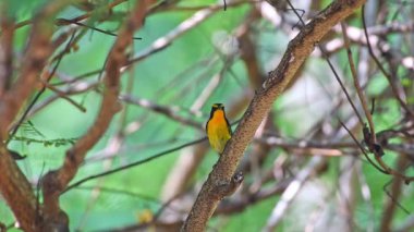 Kuş (Narcissus sinekkapan, Ficedula narcissina) erkek siyah, turuncu, turuncu-sarı renk Bahçe yok olma riski ağaçta tünemiş