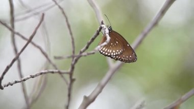 Kelebek canlı renginde narin kanatları yeşil yapraklarla çevrili güneşli bir ağaç dalına tünemiş doğal yaşam ortamındaki doğal yaşamı ve dönüşümü sembolize ediyor.