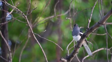 Bahçedeki ağaca kuş (oryantal Saksağan-robin ya da Copsychus saularis) kadın siyah ve beyaz renk tünemiş