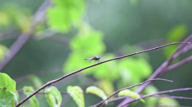 Yusufçuk uçan bir böcektir. Şeffaf kanatları olan canlı bir yusufçuk güneşli bir ağaç dalında özenle dinlenir. Doğanın güzelliğini ve vahşi yaşam alanlarının sükunetini gözler önüne serer.
