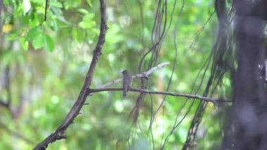 Vahşi doğada bir ağaç gri-kahverengi renk tünemiş kuş (Asya kahverengi sinekkapan, Muscicapa dauurica, Siamensis)