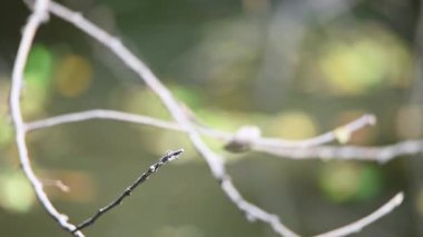 Yusufçuk uçan bir böcektir. Şeffaf kanatları olan canlı bir yusufçuk güneşli bir ağaç dalında özenle dinlenir. Doğanın güzelliğini ve vahşi yaşam alanlarının sükunetini gözler önüne serer.