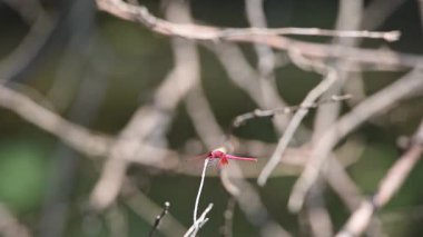 Yusufçuk uçan bir böcektir. Şeffaf kanatları olan canlı bir yusufçuk güneşli bir ağaç dalında özenle dinlenir. Doğanın güzelliğini ve vahşi yaşam alanlarının sükunetini gözler önüne serer.