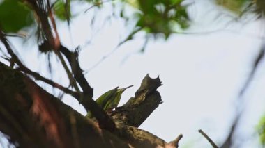 Kuş (Coppersmith kaniş, Kızıl göğüslü kaniş, Coppersmith, Megalaima haemacephala) sarı, yeşil ve kırmızı renk tünemiş vahşi doğada bir ağaç üzerinde