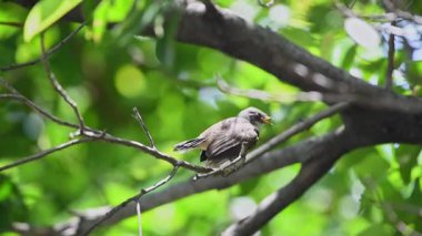 Bir ağaç vahşi doğada kuş (Malezya tarihimin alaca, Rhipidura javanica) siyah ve beyaz renk tünemiş