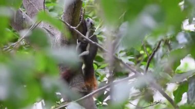Memeli hayvan ve üye aile sincap kahverengi renk vahşi doğada bir ağaçta sincap olduğunu