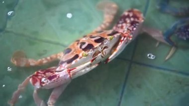 Taze çiğ deniz çiçek yengeç (portunus pelagicus) premium sınıf görüntü deniz ürünleri pazarında Satılık veya Tay street gıda kullanım beyazlatılmış yengeç buharda pişirmek için