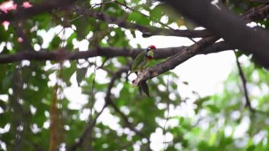 Kuş (Coppersmith kaniş, Kızıl göğüslü kaniş, Coppersmith, Megalaima haemacephala) sarı, yeşil ve kırmızı renk tünemiş vahşi doğada bir ağaç üzerinde