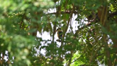 Kuş (Siyah şapkalı Kingfisher, Halcyon pileata) mor-mavi kanatlar ve arka, siyah baş ve omuzlar, beyaz boyun tasması ve boğaz ve bahçedeki ağaca tünemiş Kızılca alt parçaları