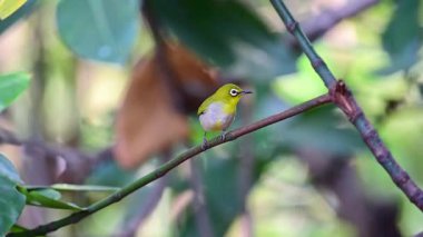 Kuş (Swinhoe White-eye, Oriental white-eye, Zosterops simplex) doğada bir ağaca tünemiş beyaz göz halkası ve genel olarak sarımsı üst kısımları vardır.