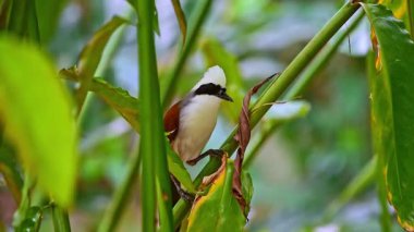 Kuş (White crested Laughingthrush, Garrulax leucolophus) kahverengi ve beyaz ve siyah maske bir ağacın üzerine tünemiştir.