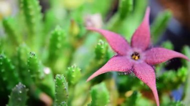 Kaktüs (Gymno, Gymnocalycium) ve kaktüs bahçesindeki kaktüs çiçekleri ev veya çiçekçide dekoratif için çok sayıda boyut ve renk kullanılır.
