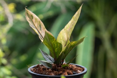 Yeşillik arkaplan, Anthurium Rönesans Değişken, doğa bitkisinin yeşil rengi ve yaprak çevresi konsepti
