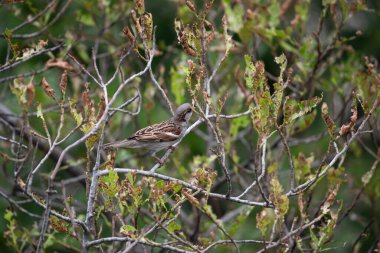 Bir ağaç vahşi doğada erkek parlak siyah, beyaz ve kahverengi işaretleri renk tünemiş kuş (House Sparrow, Passer domesticus)