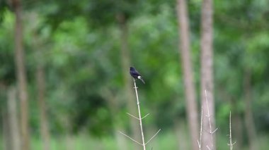 Kuş (Saxicola caprata, Pied Bushchat) doğada bir ağaca tünemiş siyah, beyaz ve kahverengi renk