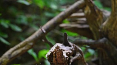 Kuş (Beyaz kaşlı Scimitar Babbler, Pomatorhinus schisticeps) Bangladeş, Butan, Kamboçya, Hindistan, Laos, Myanmar, Nepal, Tayland ve Vietnam 'da vahşi bir doğada bir ağaca tünemiş olarak bulunur.