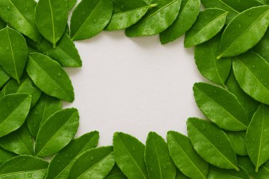 Yapay zeka, aromatik kaffir kireç yapraklarının parlak dokusunu ve temiz beyaz arka plana karşı taze seçilmiş kalitesini gösteren, dairesel formda düzenlenmiş canlı bir görüntüsünü oluşturdu.