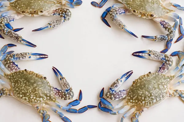 Yapay zeka, canlı kabukları ve etli pençeleri olan taze mavi yüzücü yengeçlerinin temiz beyaz arka plana karşı kaliteli deniz ürünleri kalitesini düzgünce sergilemesini sağladı.