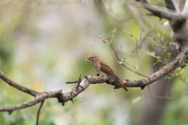 Kuş (ağlamaklı guguk kuşu, Chrysococcyx merulinus) siyah, sarı, kahverengi ve turuncu renk vahşi doğada bir ağaç üzerinde tünemiş