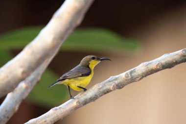 Kuş (zeytin sırtı güneş kuşu, sarı göbekli güneş kuşu) vahşi bir doğada bir ağaca tünemiş dişi sarı kuş.