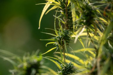 Yeşillik arkaplan, doğanın yeşil rengi bitki ve yaprak çevresi yeşillik bitki kavramı (kenevir)