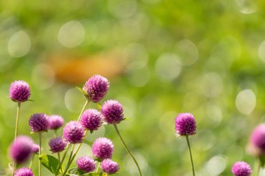 Çiçek (Globe Amaranth veya Bachelor Button) mor veya menekşe rengi Bahçede doğal olarak güzel çiçekler.