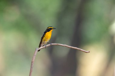 Kuş (Narcissus Flycatcher, Ficedula narcissina) erkek siyah, turuncu, turuncu-sarı renk bir ağacın üzerine tünemiş ve soyu tükenme riski taşımaktadır.