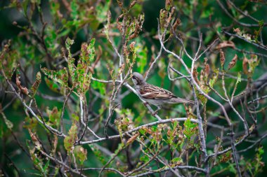 Bir ağaç vahşi doğada erkek parlak siyah, beyaz ve kahverengi işaretleri renk tünemiş kuş (House Sparrow, Passer domesticus)