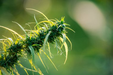 Yeşillik arkaplan, doğanın yeşil rengi bitki ve yaprak çevresi yeşillik bitki kavramı (kenevir)