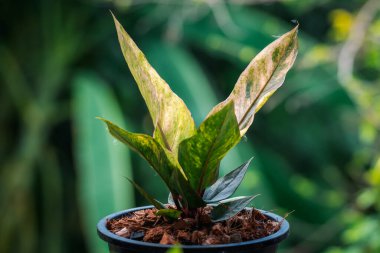 Yeşillik arkaplan, Anthurium Rönesans Değişken, doğa bitkisinin yeşil rengi ve yaprak çevresi konsepti