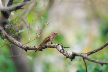 Kuş (ağlamaklı guguk kuşu, Chrysococcyx merulinus) siyah, sarı, kahverengi ve turuncu renk vahşi doğada bir ağaç üzerinde tünemiş