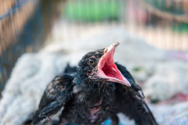 Kuş (Asya koeli, Eudinnamys scolopaceus) yavru kuş ya da yavru kuş (yuvalanan) vahşi bir doğada bir ağaçta beslenen ayağı bekler.