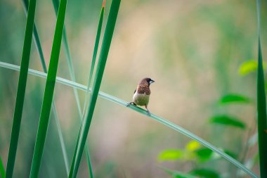 Bir ağaç vahşi doğada kuş (Pul göğüslü Munia veya Lonchura punctulata) beyaz ve kahverengi renk tünemiş